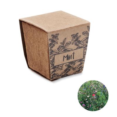 Kit de graine - Menthe