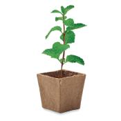 Kit de graine - Menthe